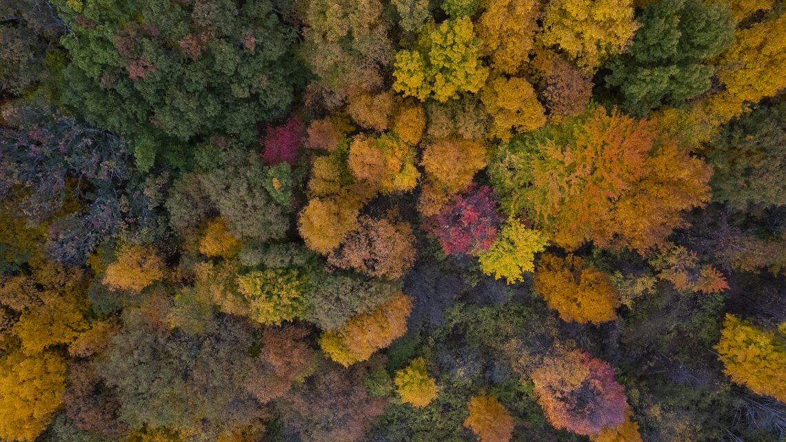 Trees in peak fall foliage