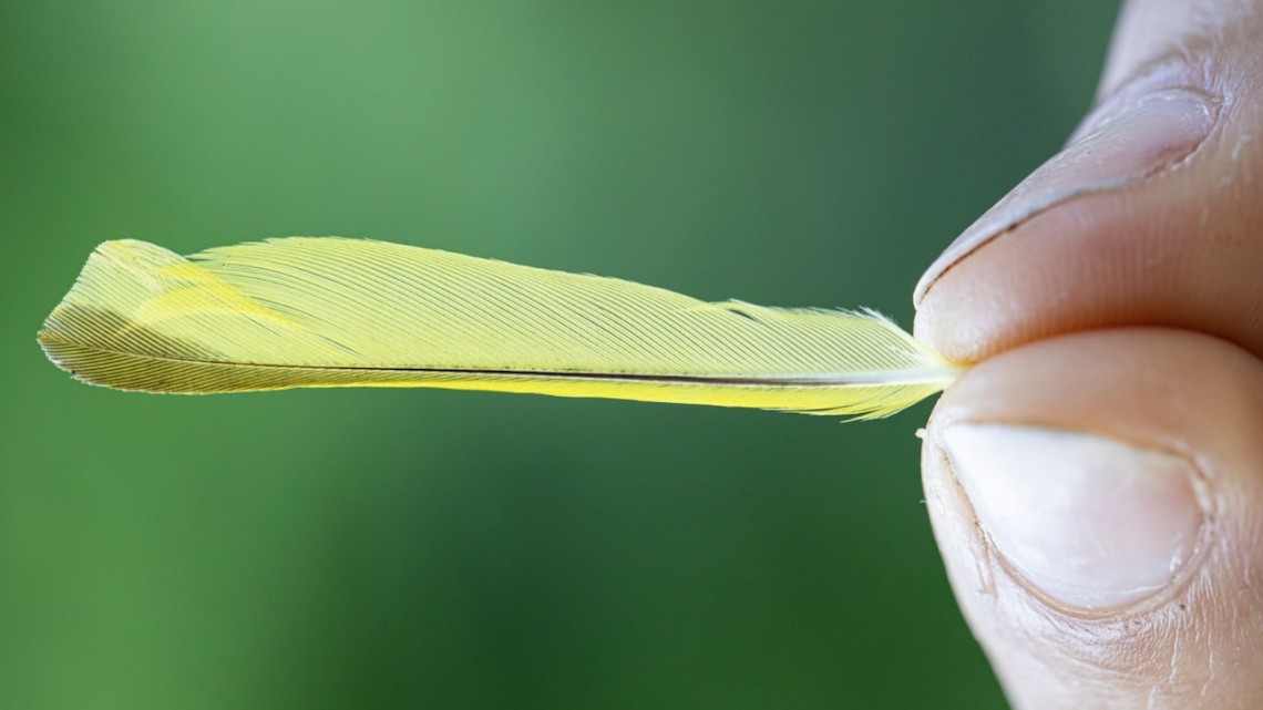 Two fingers holding a single yellow bird feather.