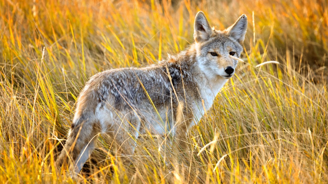 Wild coyote at Yellowstone National Park in September.