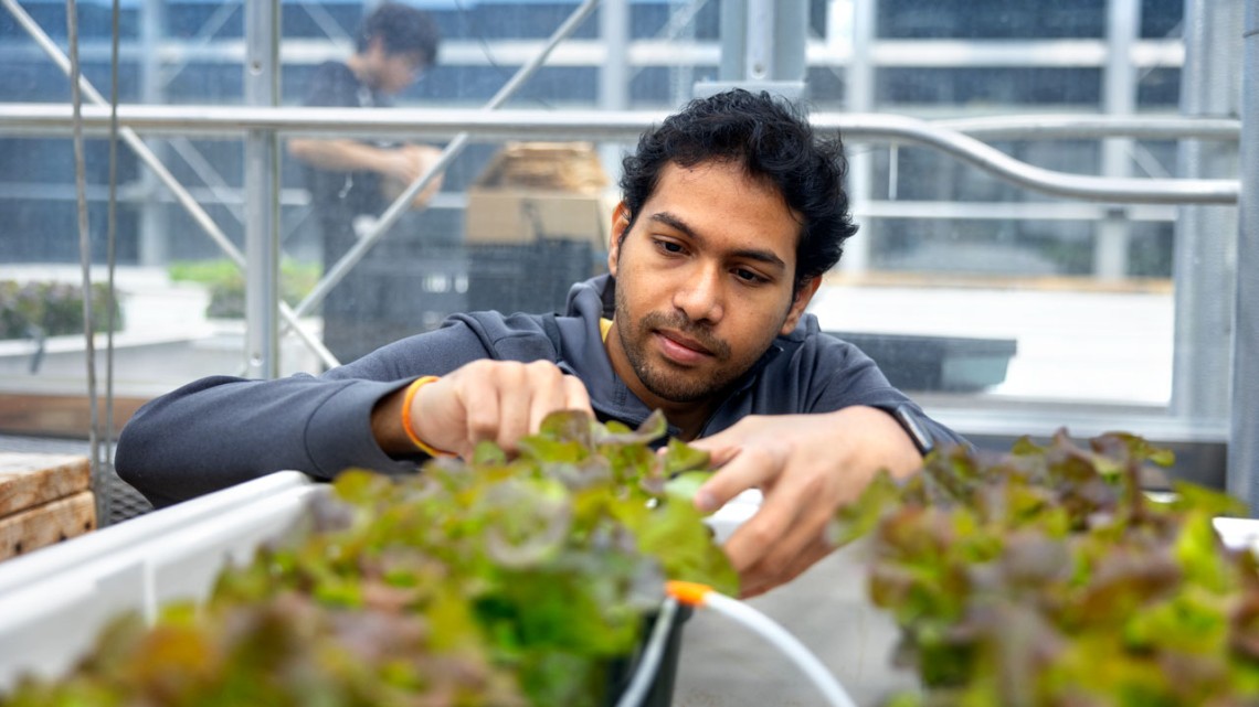 Akshay Ajagekar assesses the growth of lettuce plants in a Guterman Lab greenhouse.