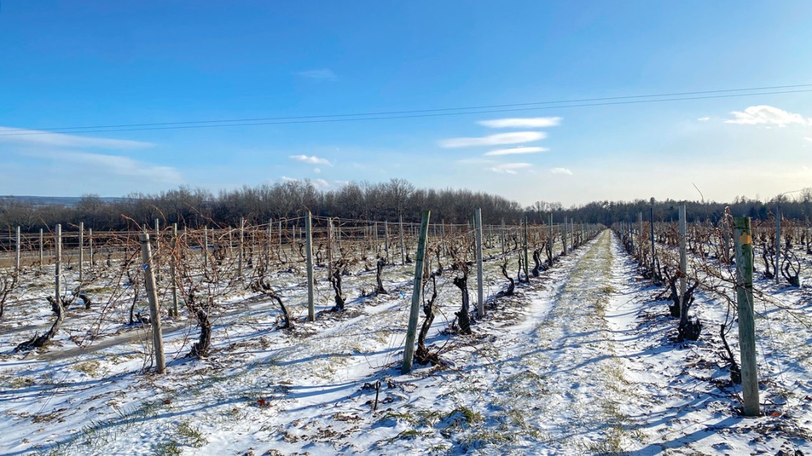 Dormant grapevines at Anthony Road vineyards in Penn Yan, New York.