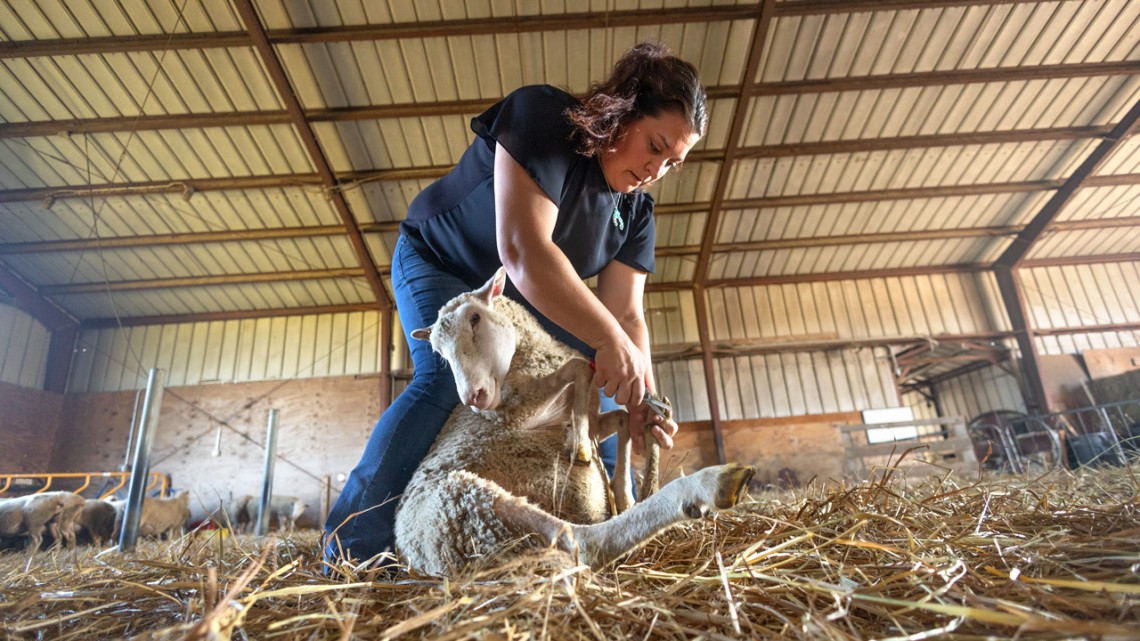 Jessica Waltemyer, Cornell’s new small ruminant extension specialist, works with sheep from the Cornell Sheep Flock, which she managed before joining PRO-LIVESTOCK, a new state-funded program, out of the College of Agriculture and Life Sciences, that aims to support livestock farmers in New York.