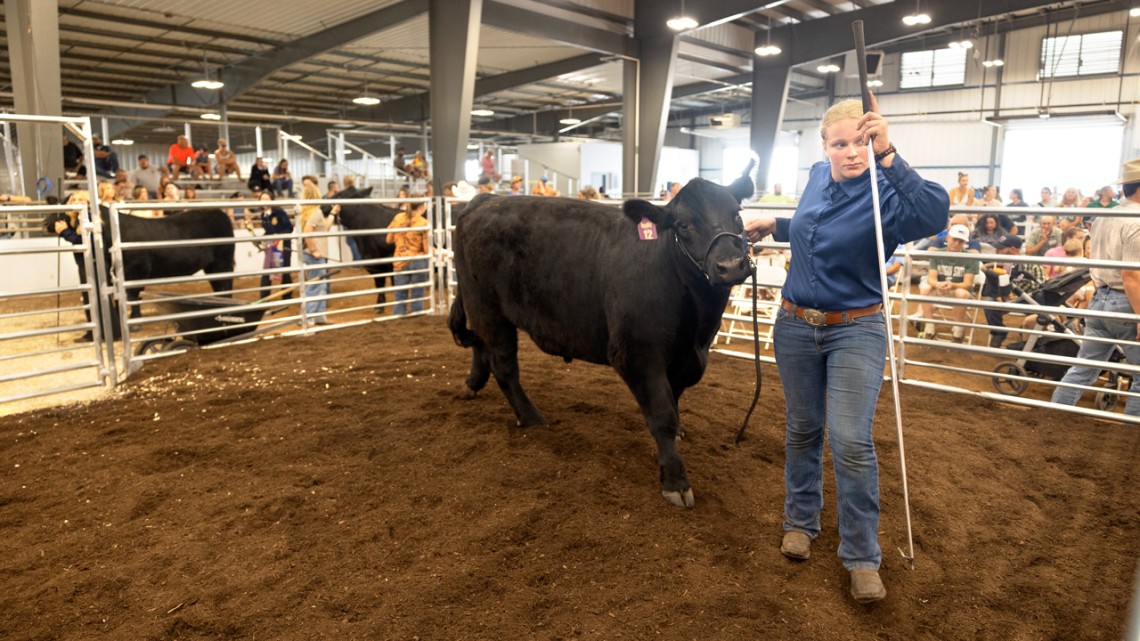 Jolene Mesch, 13, presents her steer for sale at the 4-H Livestock Program’s annual auction, run by Cornell Cooperative Extension of Erie County.
