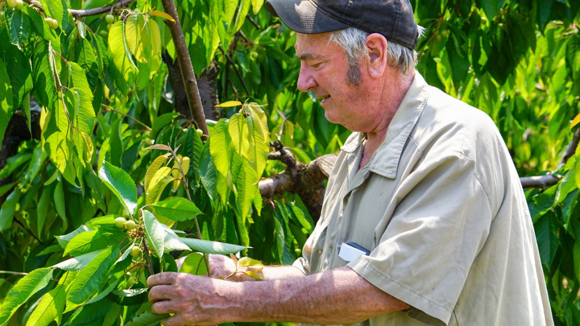 Jim Bittner inspects his orchard