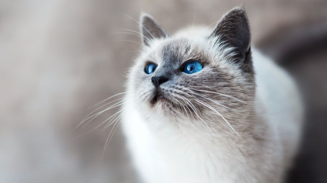 Close-up of a cream-colored cat with blue eyes