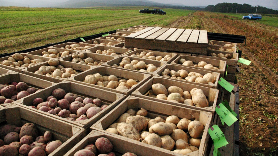 Newly-harvested potatoes in crates at a farm