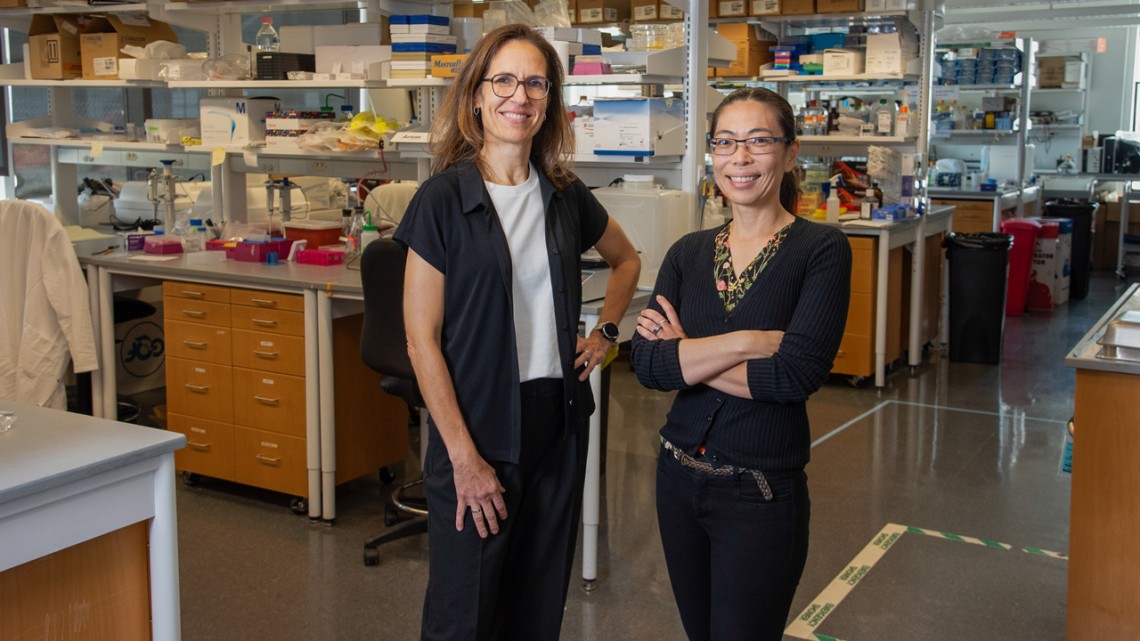 Claudia Fishbach-Teschl (left), director of the Meinig School of Biomedical Engineering, and Nozomi Nishimura, associate professor of biomedical engineering and founder of Menopause Health Engineering, a new research initiative at Cornell aiming to unravel the science of menopause.