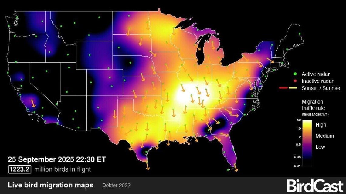 Map of the United States with bright yellow and oranges indicating high intensity bird migration over the central and eastern US.