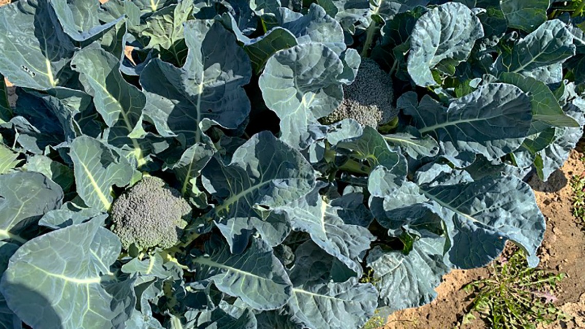 A new broccoli variety called “NorthStar,” a co-hybrid between parents developed at Cornell and the global seed company Bejo Zaden, can withstand warmer, more unpredictable conditions such as the ones in the Northeastern U.S.