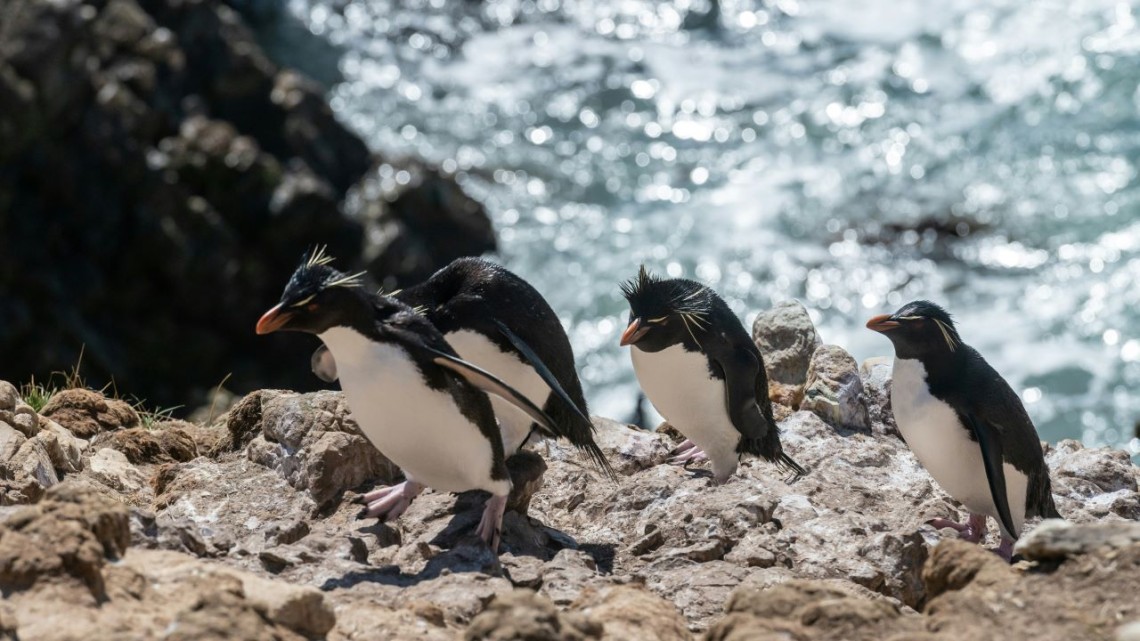 rockhopper penguins on a rocky coast