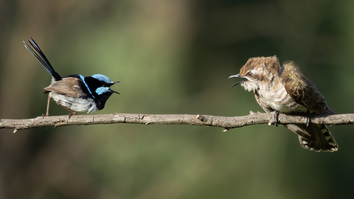 Superb Fairywren and Horsfield’s Bronze-Cuckoo
