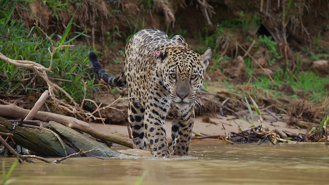 The jaguar is one of the many threatened species in Brazil’s Pantanal tropical wetland.