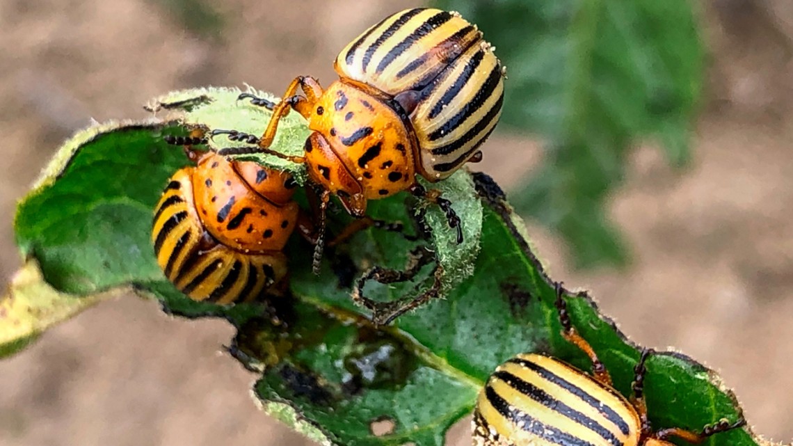 Adult Colorado potato beetles eat a potato leaf.