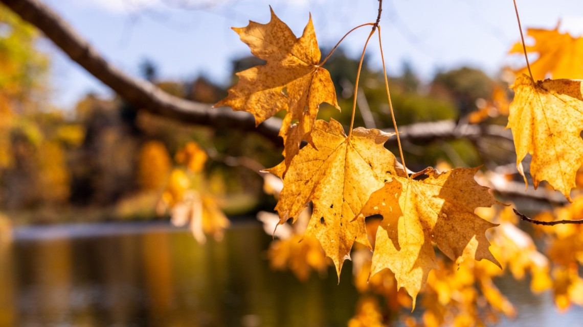 image of golden leaves on a tree