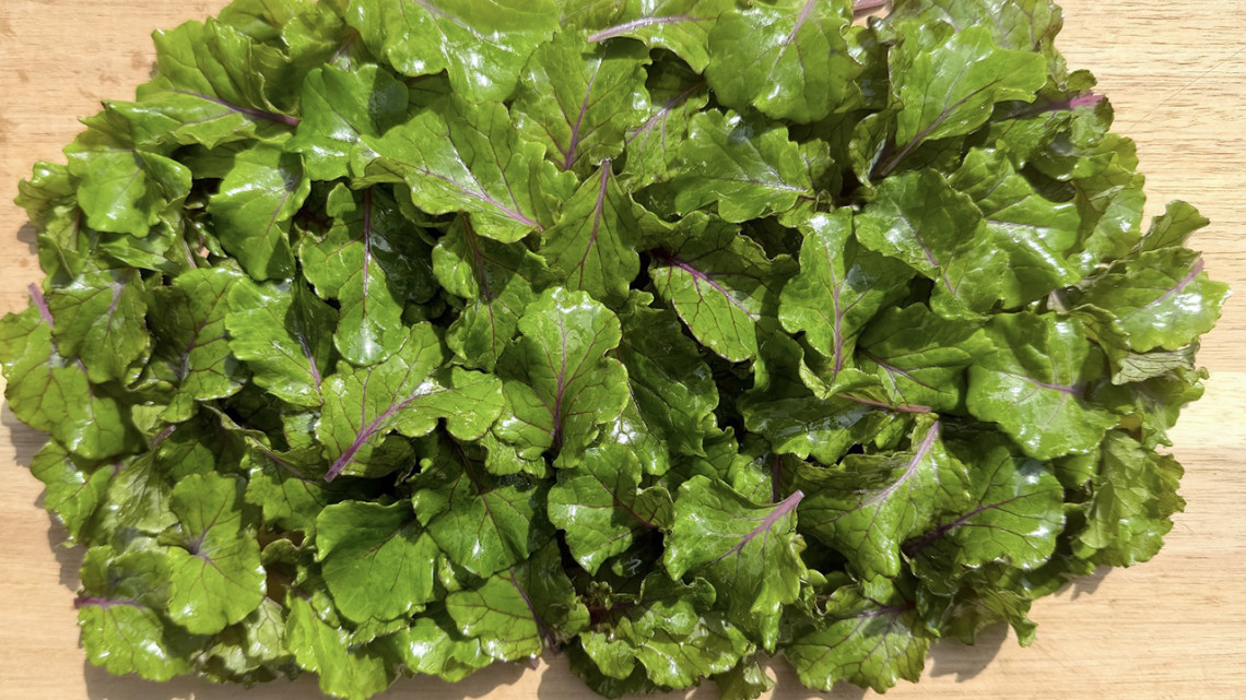 Unicorn kale, with lineage that traces back to a golden collard line crossed with a red leaf curly kale line, can be grown as full-size kale or micro-kale, shown here.