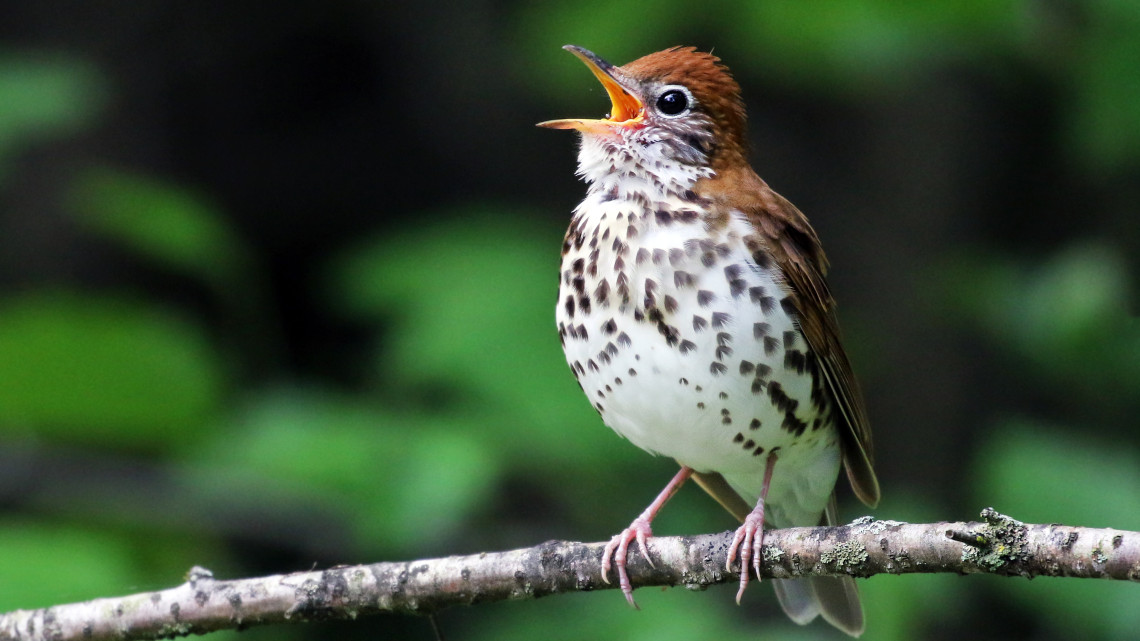 Wood thrush standing on a branch singing