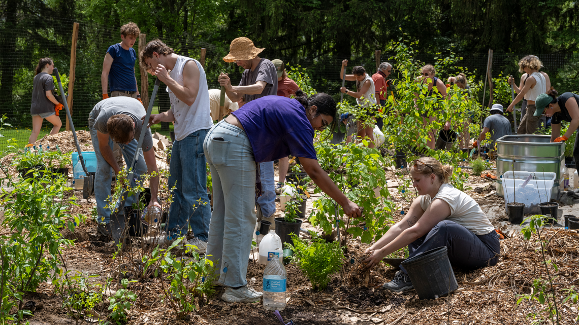 Students planting saplings