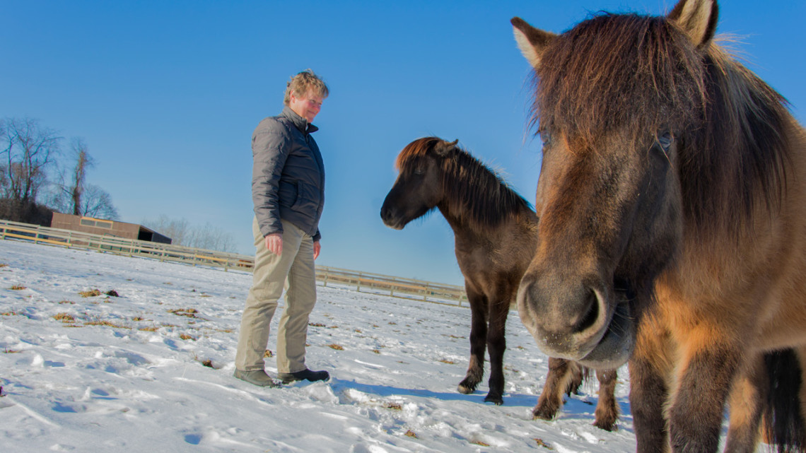 Dr. Bettina Wagner, the James Law Professor of Immunology at the College of Veterinary Medicine, and Icelandic horses