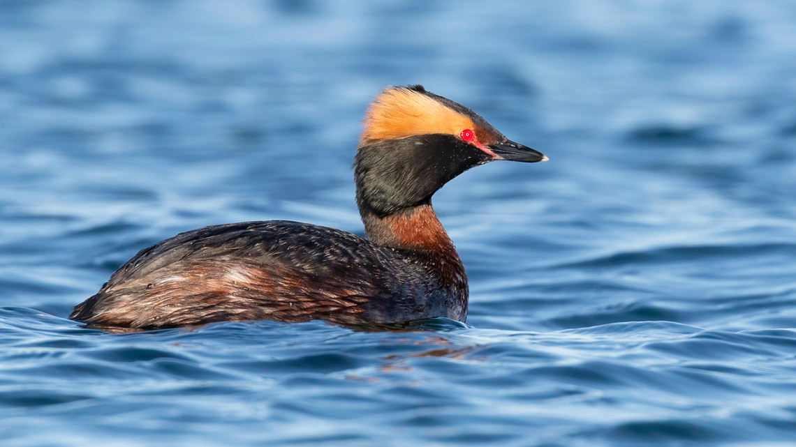The horned grebe is decreasing in population and has low maneuverability and vision, which could make interactions with floating solar panels more treacherous – but a new approach for siting floating solar could help management and conservation of this and many other species. 