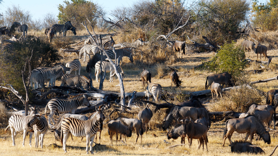 Zebra and wildebeest in southern Africa’s Kavango Zambezi Transfrontier Conservation Area (pictured) are under threat due to veterinary fences and other land-use changes that restrict migrations.