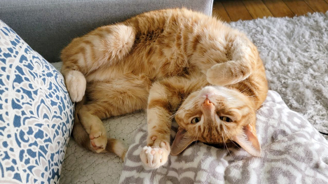 Many of the researchers involved collected and provided tissue samples from own their pets to be used in this study. Pictured is Dr. Latasha Ludwig’s cat, Lanni.