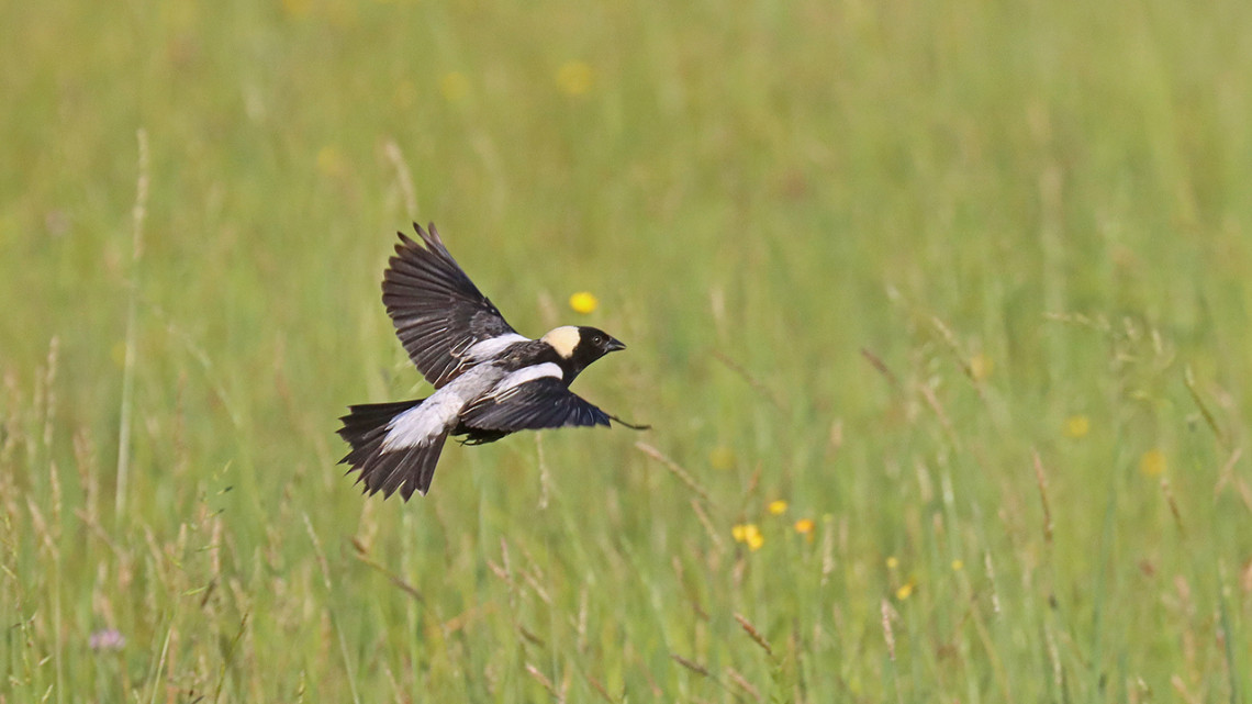 Bobolink flying