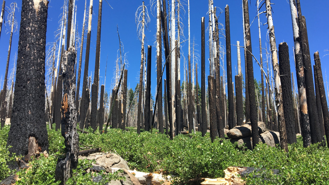 Standing dead trees following a large fire