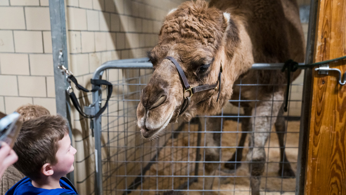 Guests visit with a variety of animals at the Cornell Veterinary Open House in 2024.