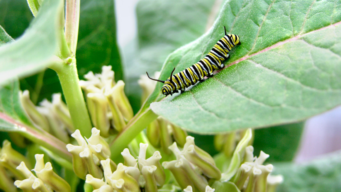 Cornell researchers have uncovered a new strategy milkweed uses to fight monarchs: upgrading the structure of its toxins.