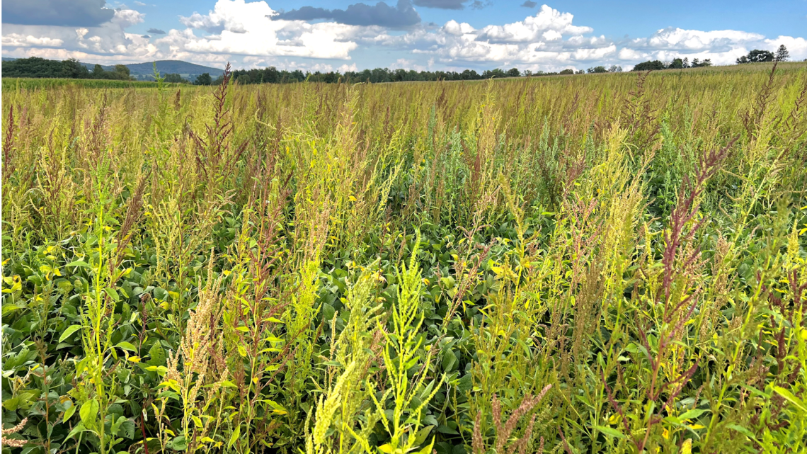 waterhemp growing rampant in a field