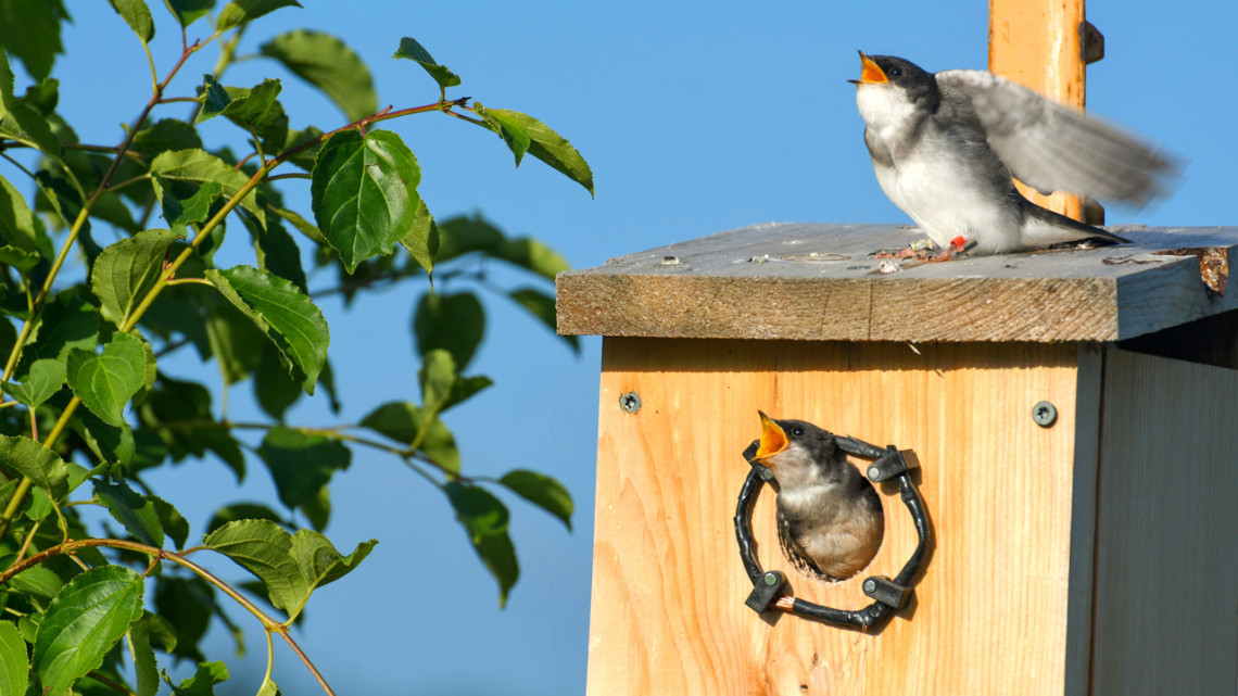 Young tree swallows beg for food from a parent who is foraging nearby.