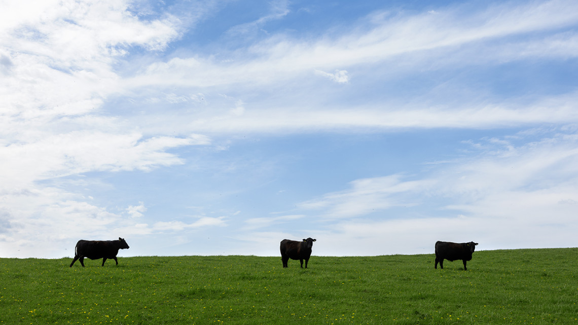Cattle at Centerdale Farm in Black River, New York.