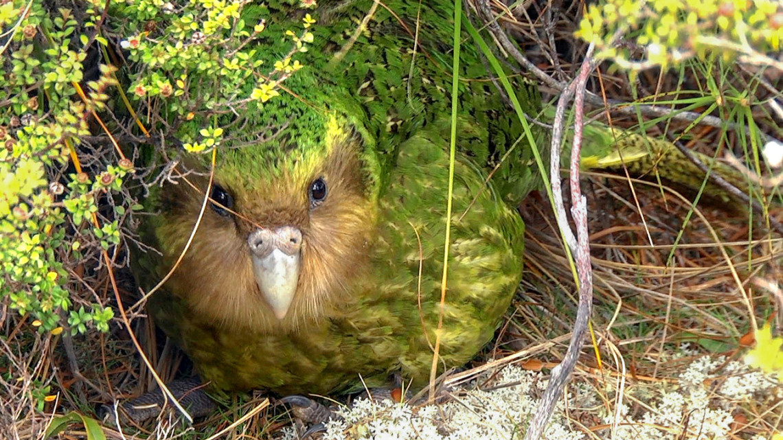 Among critically endangered species featured in “Last Call” exhibit is the kākāpō, a flightless parrot endemic to New Zealand.