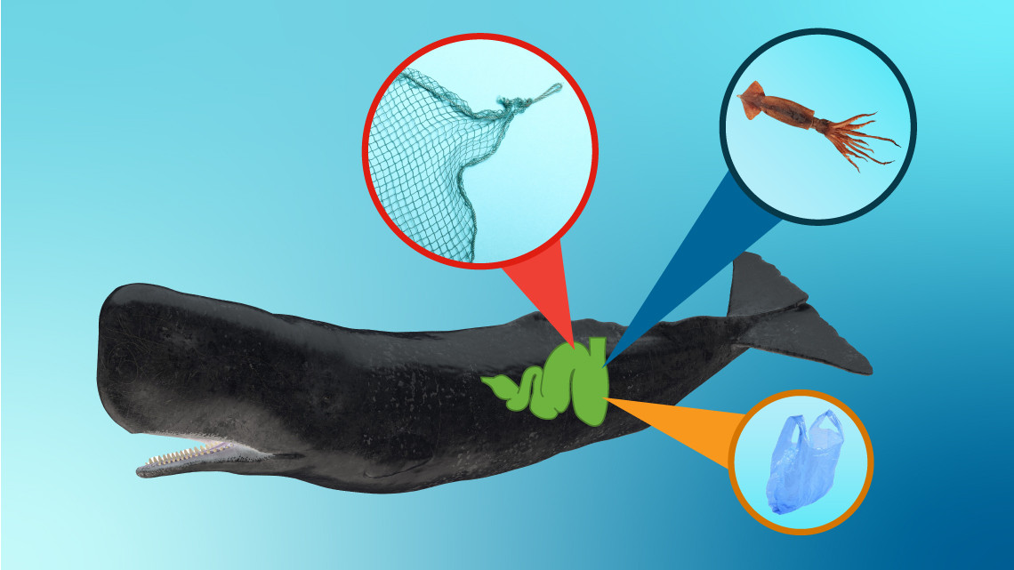 Illustration of a whale with a highlighted area near it's stomach with inset images of bacteria and trash, indicating these are things the whale swallowed