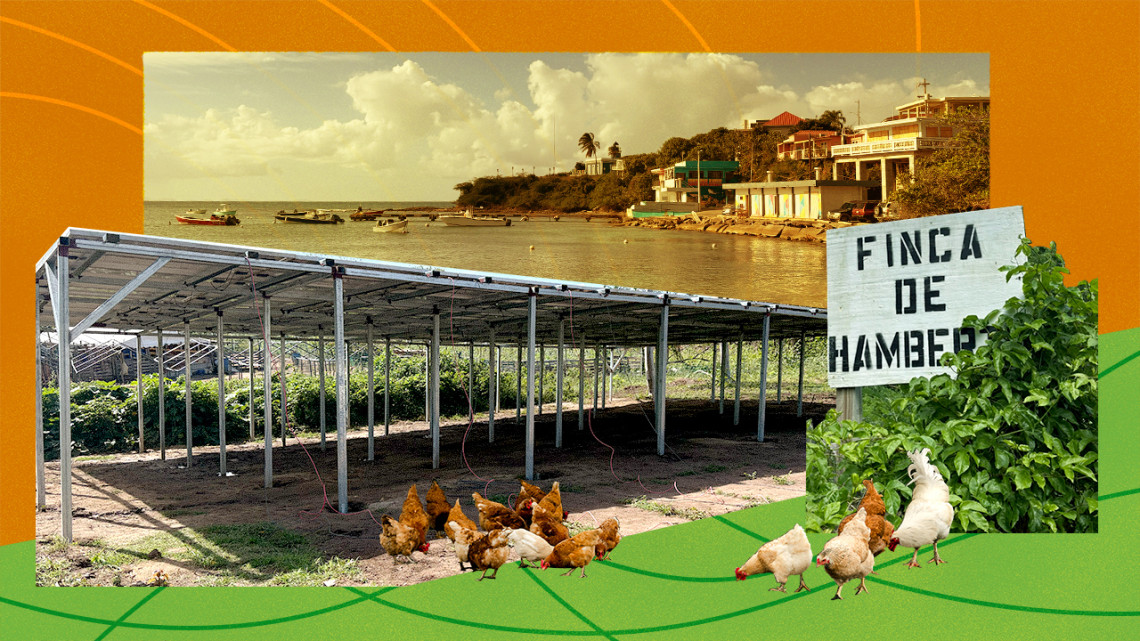 Illustration of Puerto Rican island with solar panels and chickens