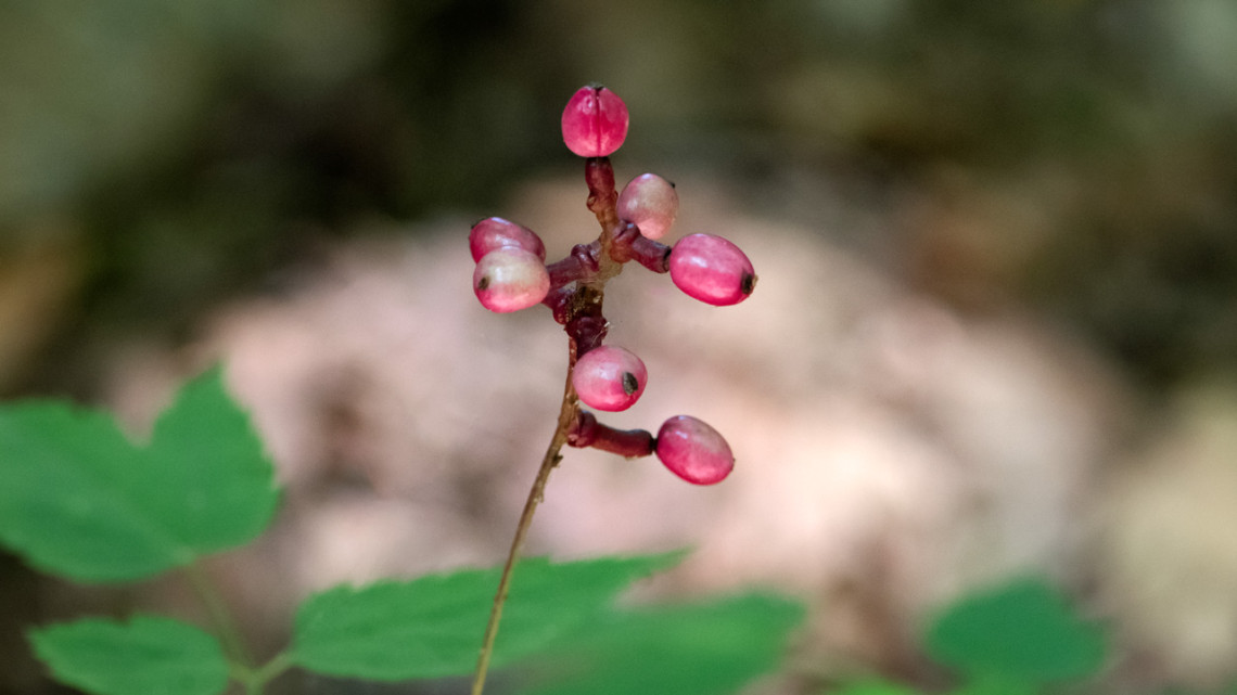 The pink baneberry plant's pink berries