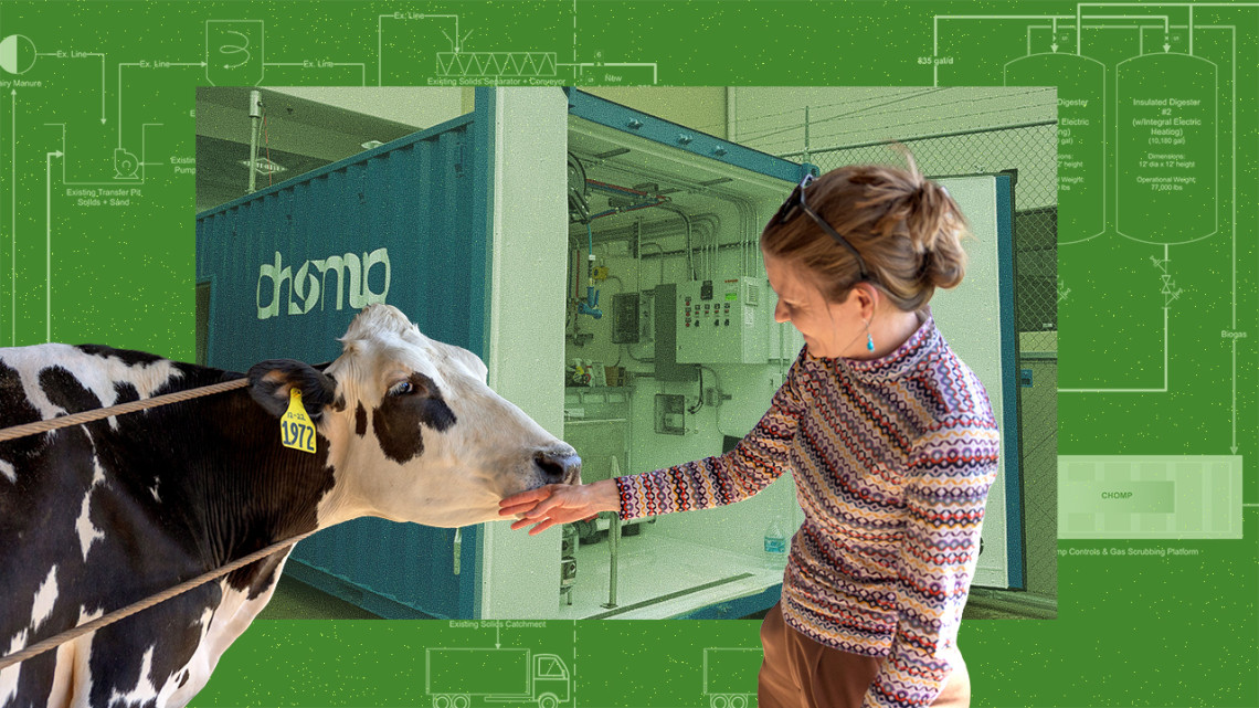 Illustration of woman touching cow with a background of a building schematic
