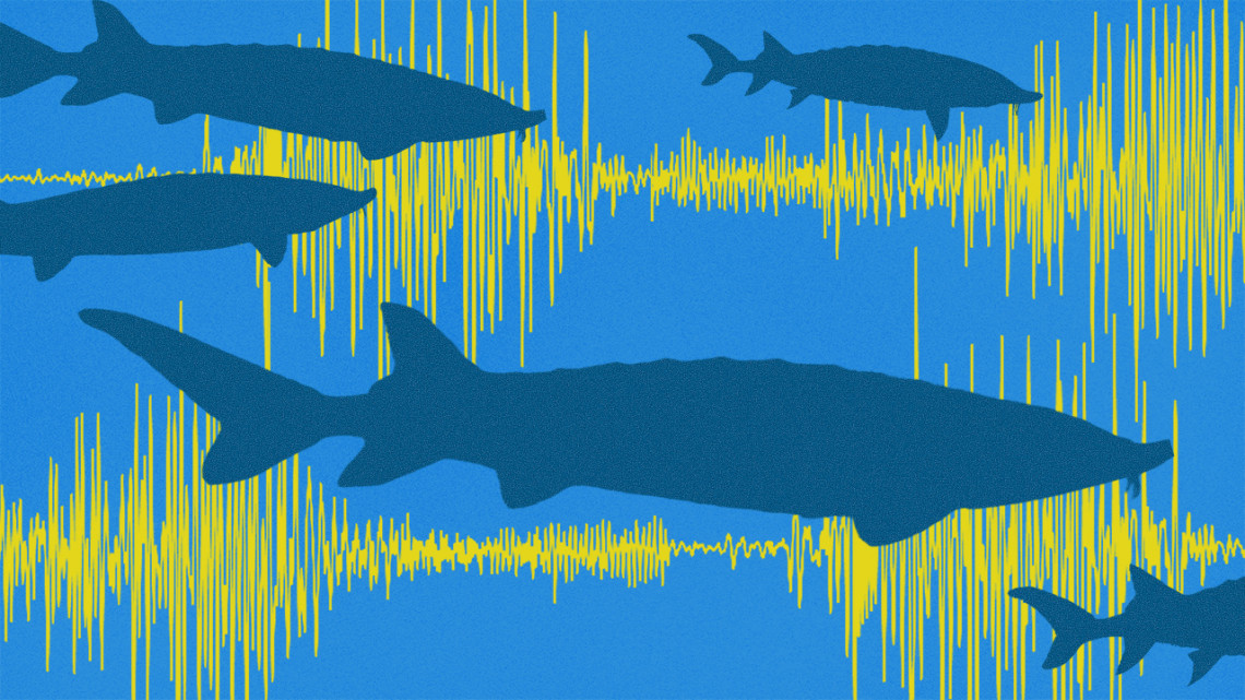 Illustration of sturgeon swimming with yellow sound waves in the background