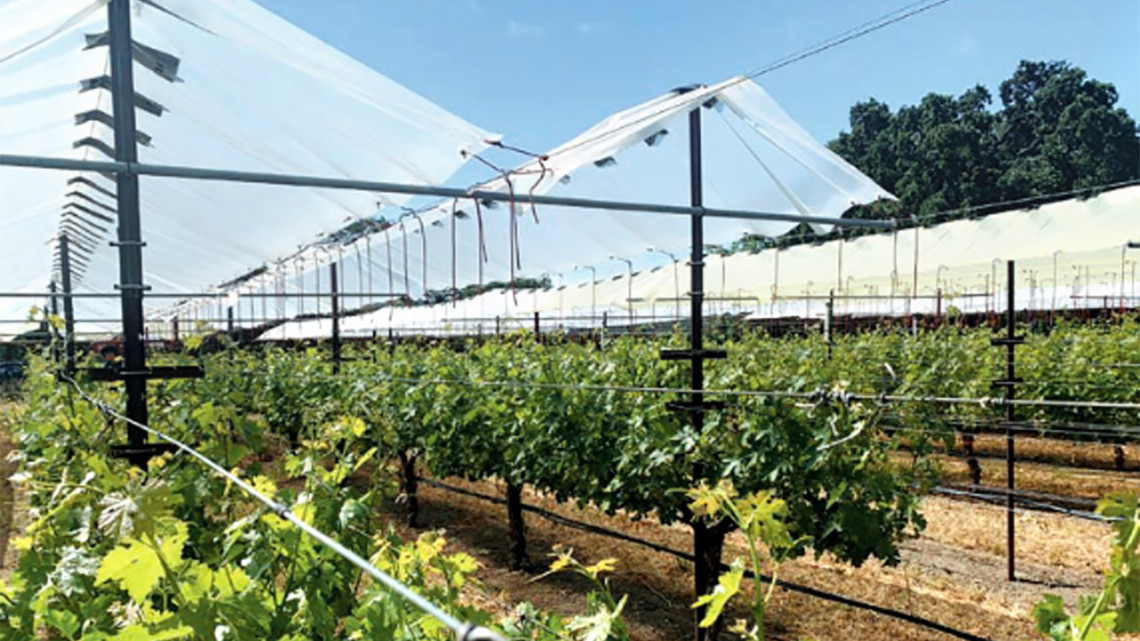 For marked climate changes, technologies like new shade cloth pay off to shield Napa’s premium grapes like cabernet sauvignon. 