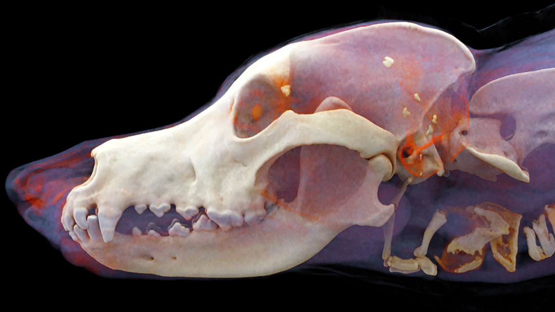 Researchers studied medical images of 852 dogs, including the German shepherd shown here with an archetypal cranium.