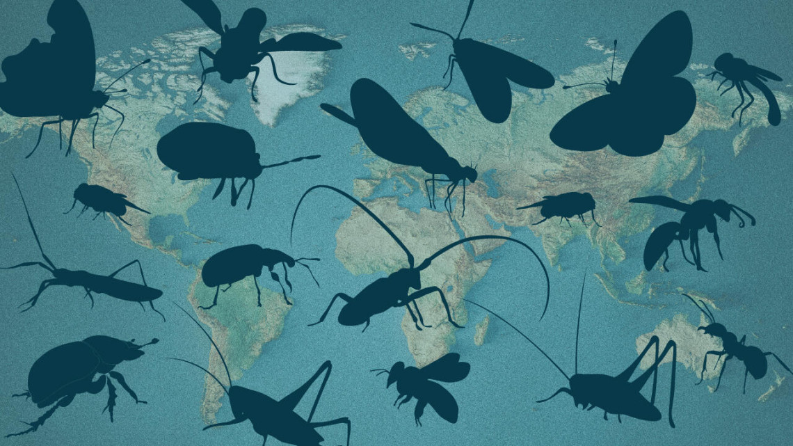 Illustration of insects superimposed over map of the earth