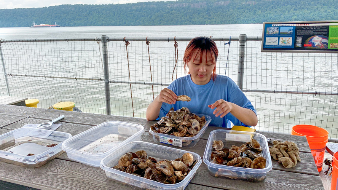 Yuqing Chen, a doctoral student and the study’s first author, searches for and counts baby oysters attached to shells in trays in Yonkers, New York