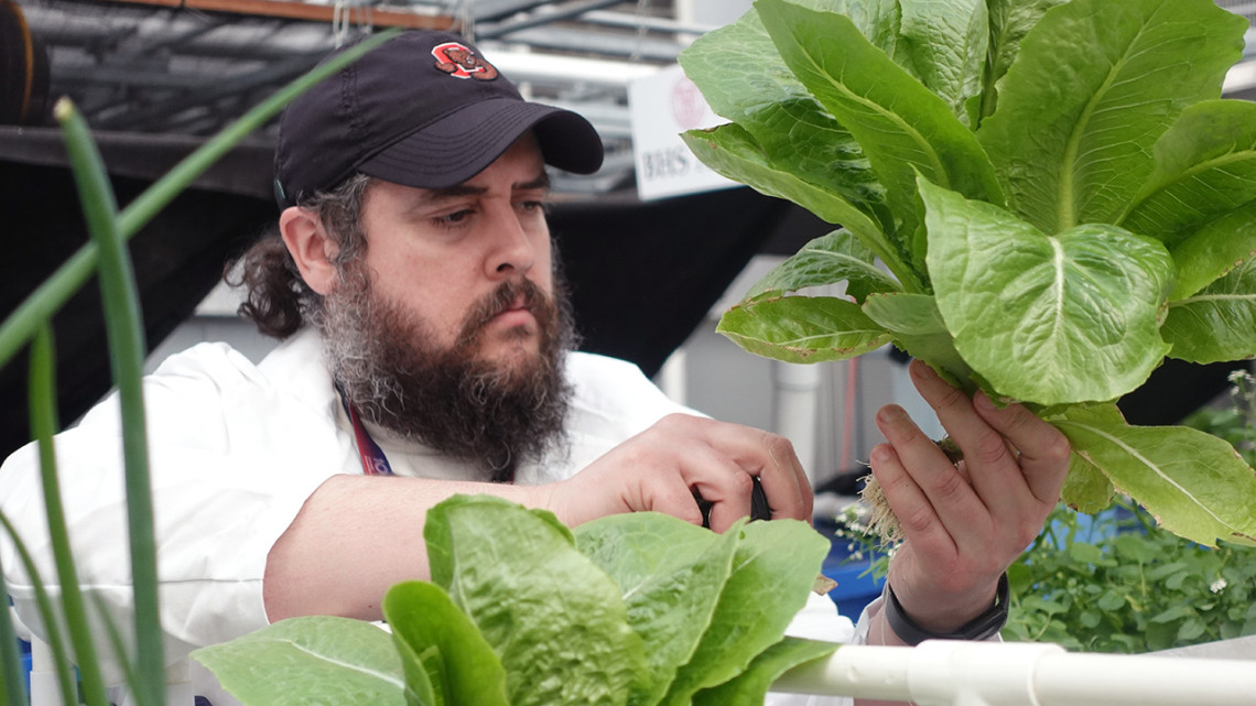 Barry Rothstein, extension support specialist for Cornell University Cooperative Extension-NYC, tends to the plants growing in the Cornell Hydroponics Learning Labs at Park West Educational Campus in Manhattan.