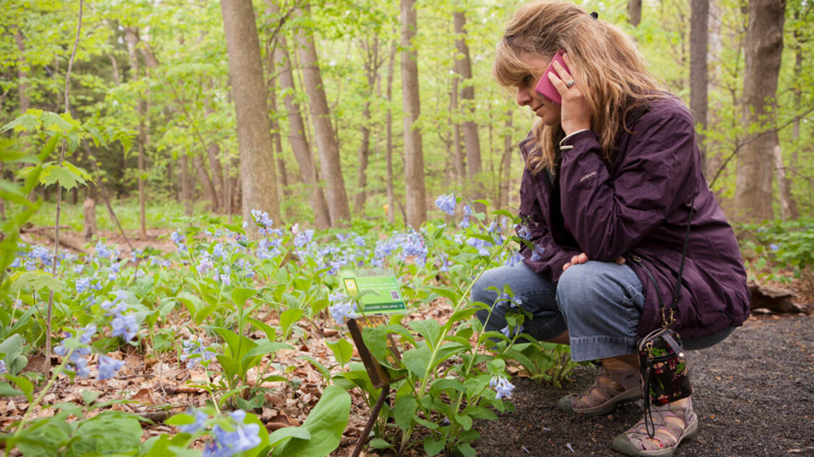 Woman uses cell phone to listen to guided tour of a garden. 