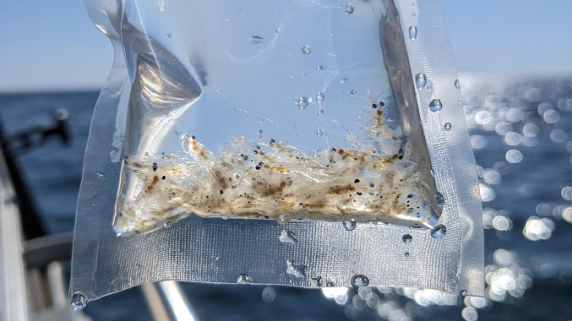 A bag of collected mysids