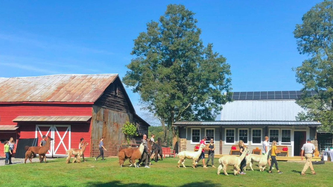 With the support of Cornell Cooperative Extension, Andrea Parent-Tibbetts and her family transformed a defunct farm in Hyde Park, New York into an agritourism business: Clover Brooke Farm, known for its llama and alpaca hikes and natural fibers.