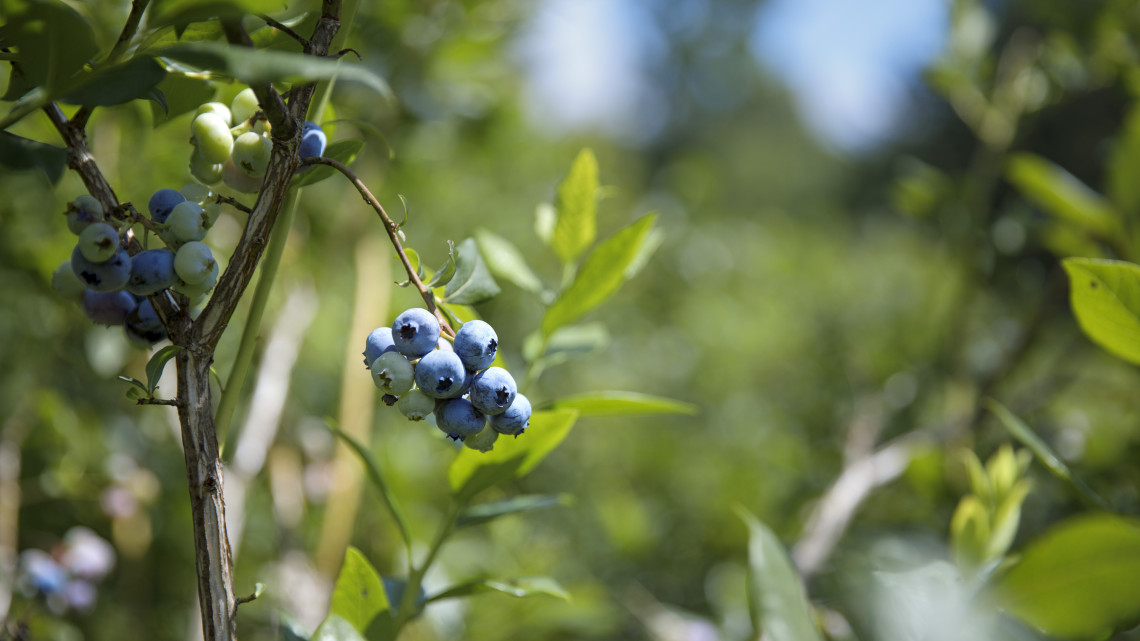blueberry plant at a pick-your-own farm.
