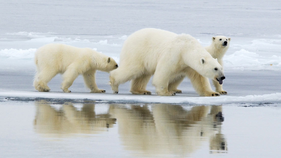 Mother polar bear and cubs in East Greenland.