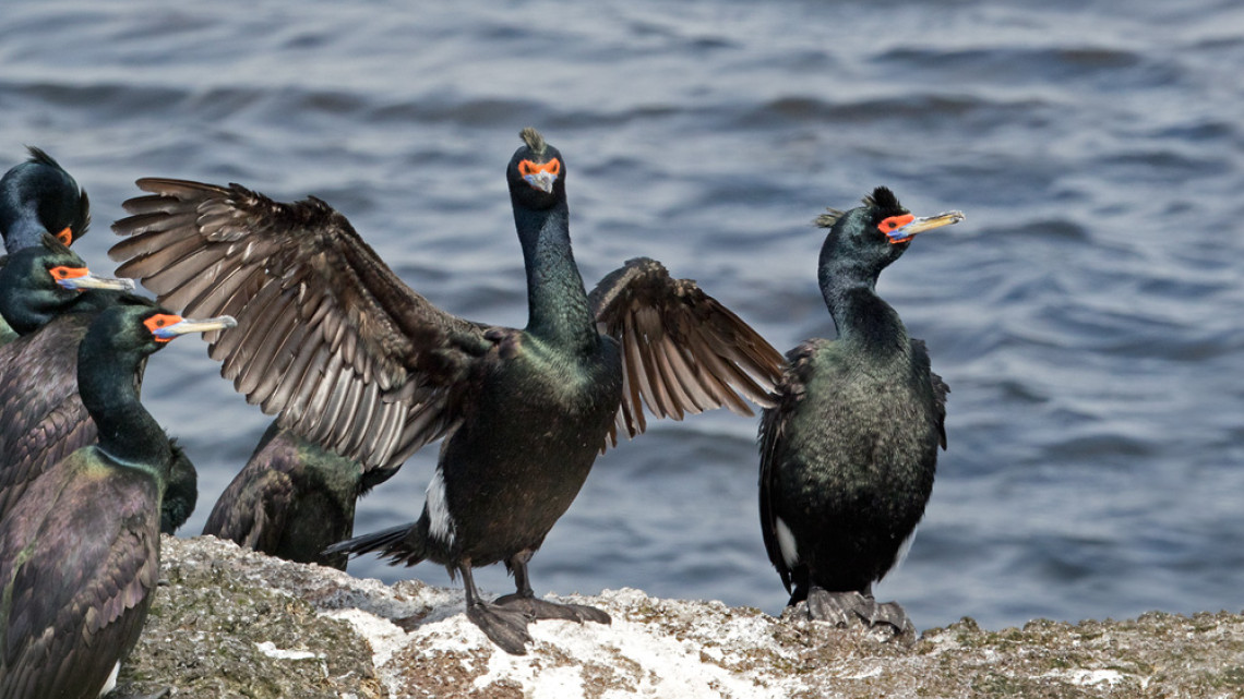 Red-faced Cormorant