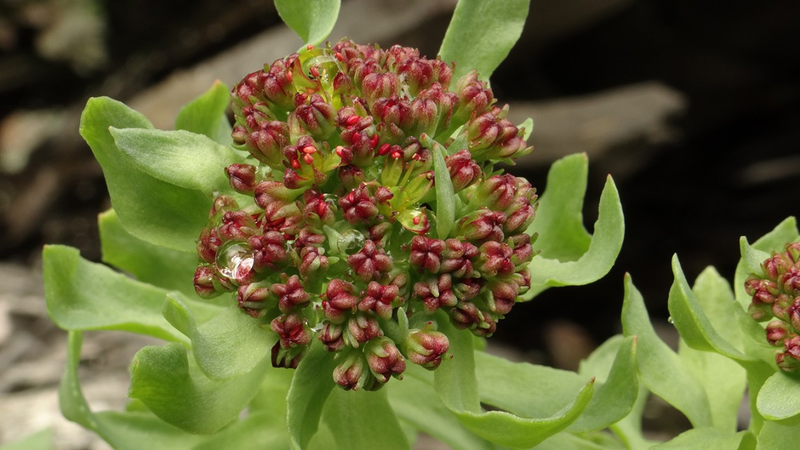 flowering plant with small red blooms and waxy, elongated green stems
